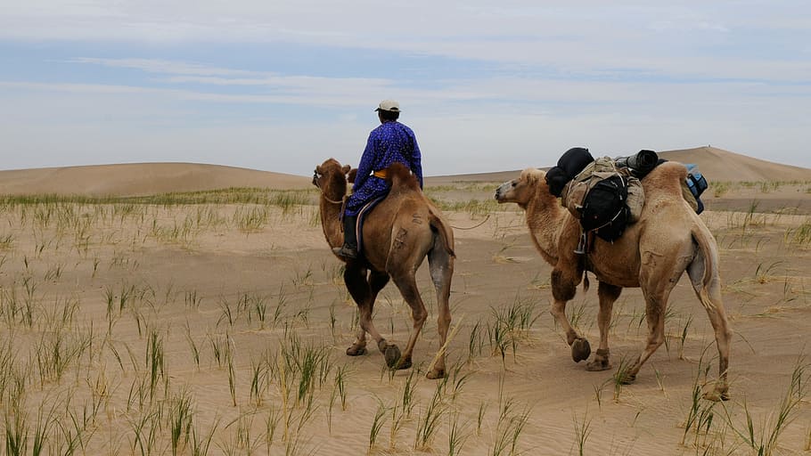 man riding on camel in the middle of dessert, mongolia, desert HD wallpaper