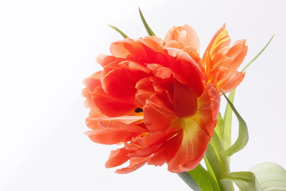 close-up photography of red and orange petaled flower, close up shot HD wallpaper