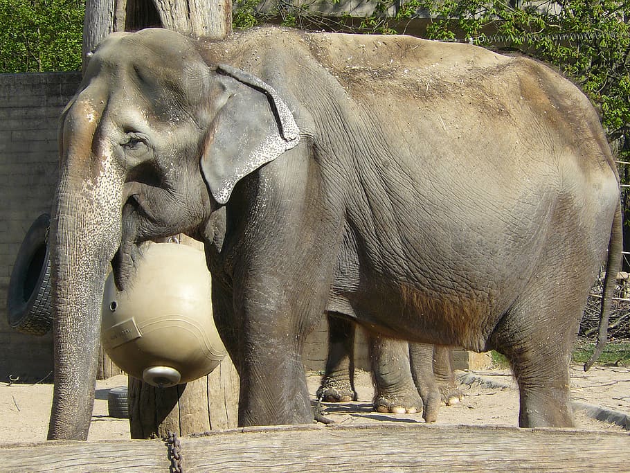 elephant, zoo, animals, animal themes, animal wildlife, mammal HD wallpaper