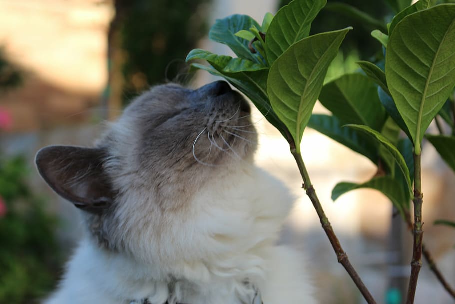 white and black cat, nature, leaf, close-up, beautiful photo HD wallpaper