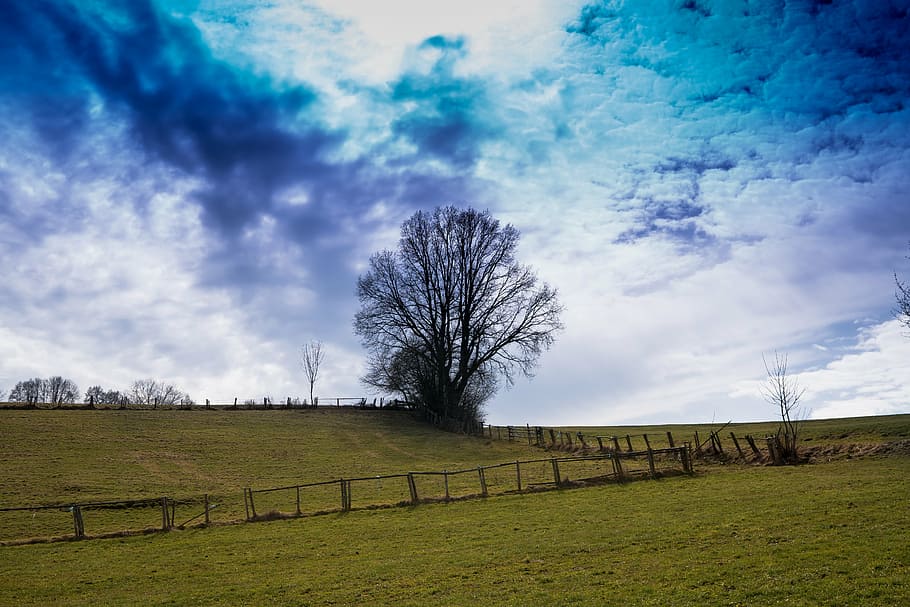 field, sky, tree, nature, fence, sun, weather, grass, blue HD wallpaper
