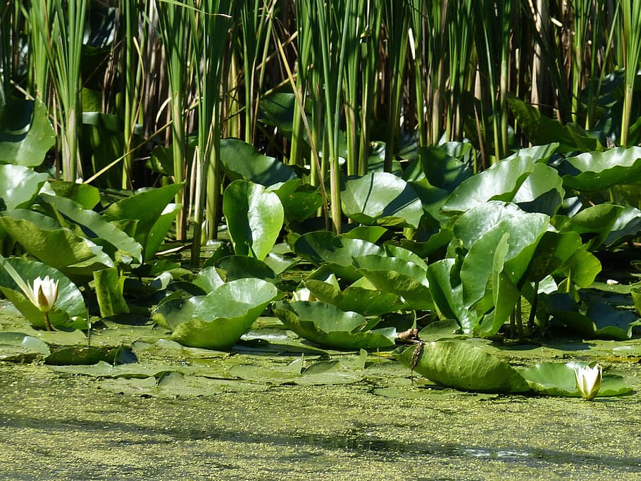 danube, danube delta, tulcea, south east europe, nature, danube cruise HD wallpaper