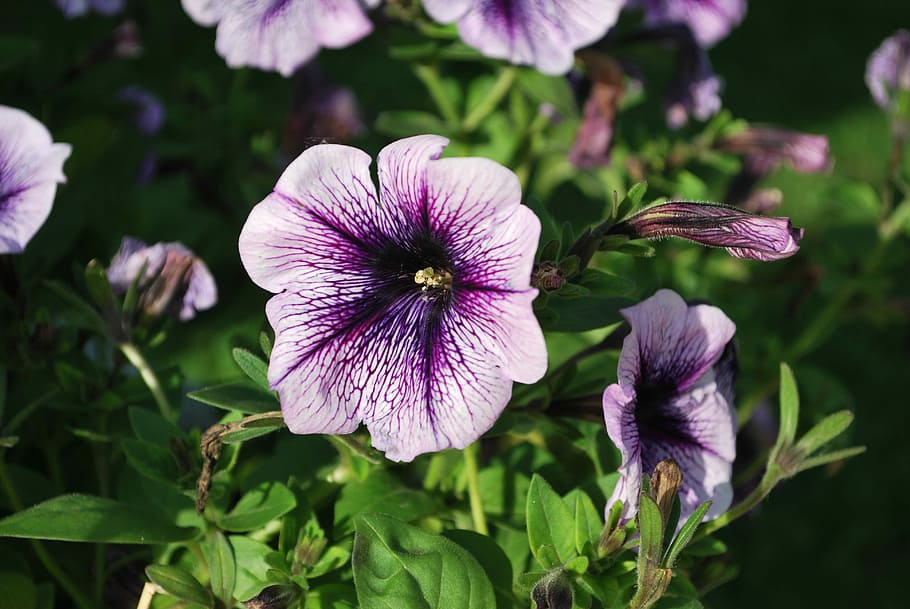 selective focus photo of petunias in bloom, flowers, summer HD wallpaper