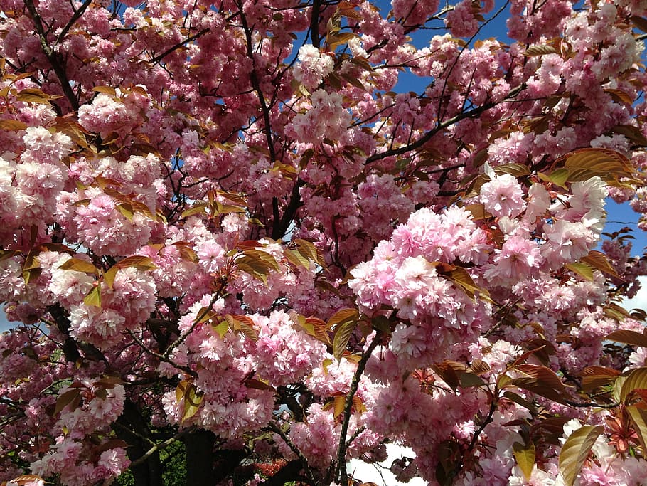 cherry tree, flower, pink, spring, nature, flowers, inflorescence HD wallpaper