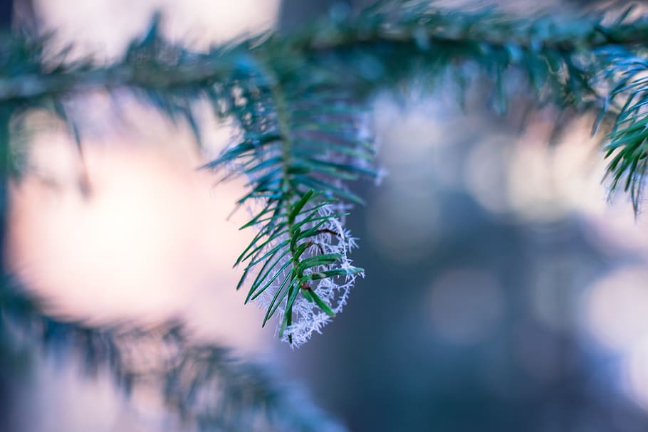 green, leaf, plant, nature, selective focus, close-up, winter HD wallpaper