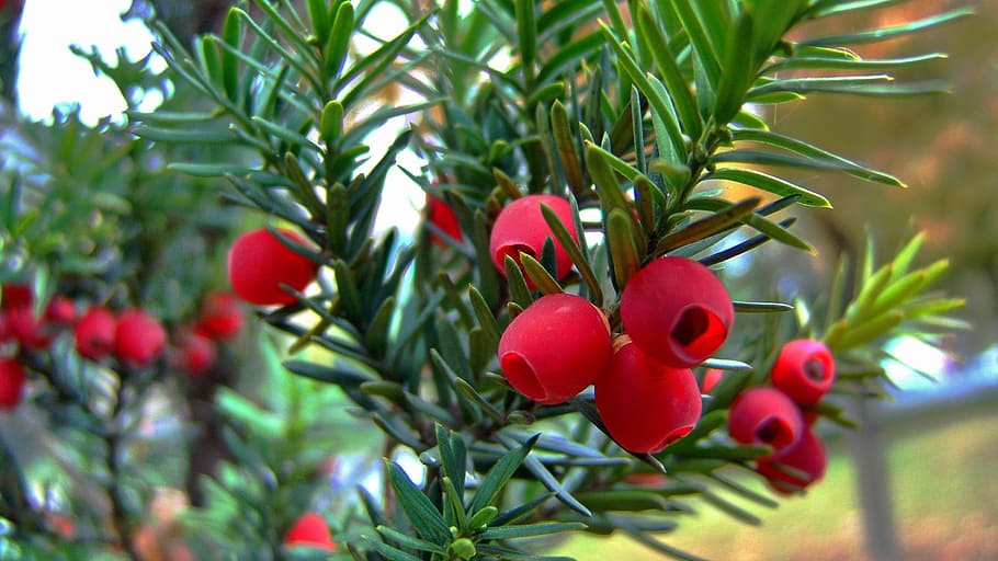 red, berry, yew tree fruit, plant, growth, food, freshness HD wallpaper