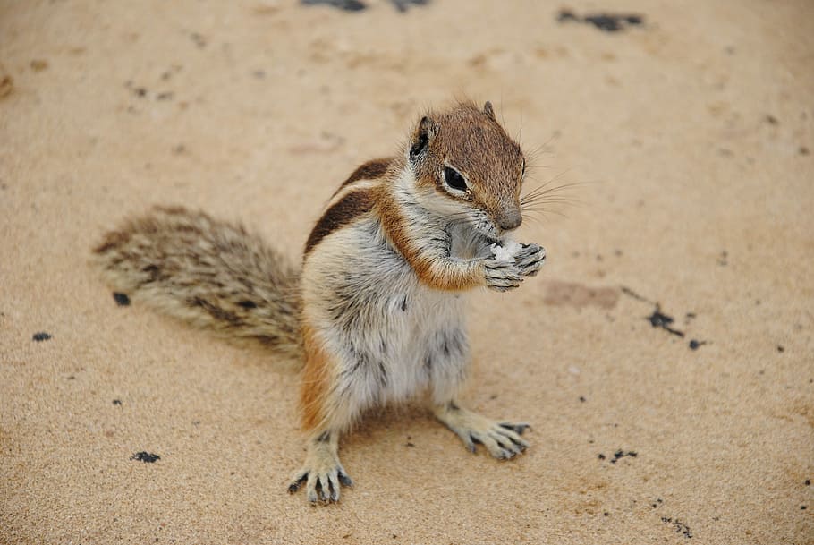 Chipmunk, Squirrel, Cute, one animal, animal wildlife, animals in the wild HD wallpaper