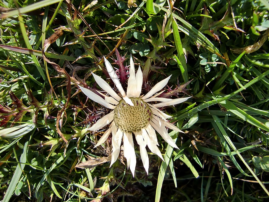 silver thistle, blossom, bloom, plant, prickly, flora, spiny HD wallpaper