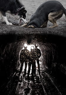 dogs, digging, mine, funny, image editing, photo montage, composing HD wallpaper