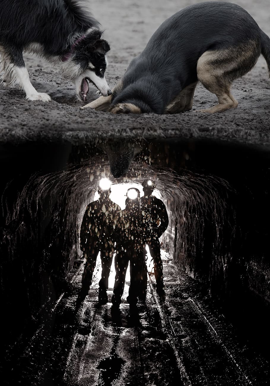dogs, digging, mine, funny, image editing, photo montage, composing HD wallpaper