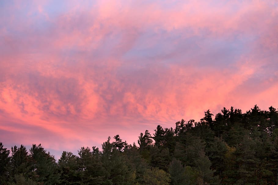 Green Forest Trees Under Pink and Blue Sky during Sunset, backlit HD wallpaper