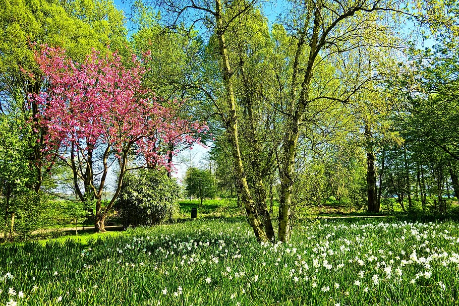 forest during daytime, tree, birch, cherry blossom, daffodil HD wallpaper