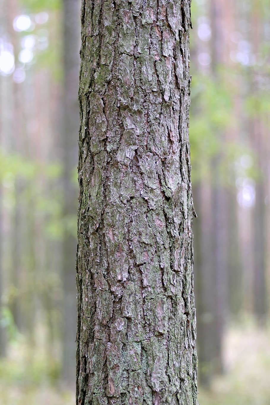 Trunk, Tree, Spruce, Forest, Bark, the bark, invoice, a simple HD wallpaper