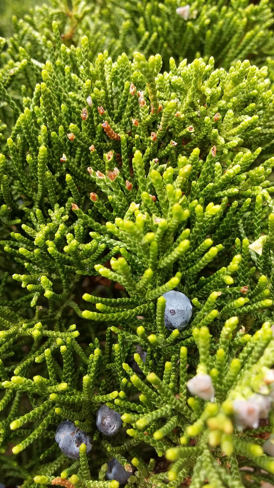 spring, zarza, mora, plant, nature, fruit, green color, no people HD wallpaper
