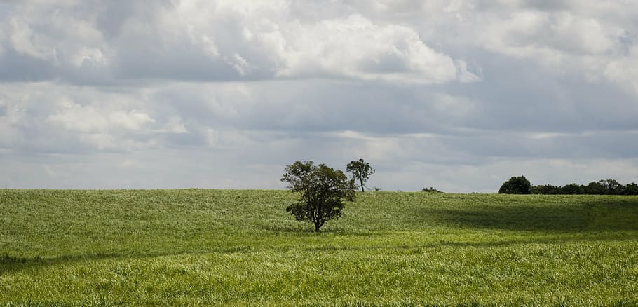 nature, landscape, trees, agriculture, rural Scene, summer HD wallpaper