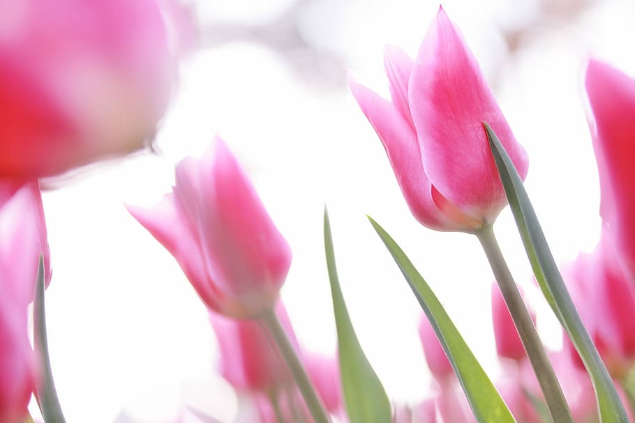 pink Tulip flower field, nature, pink Color, plant, springtime HD wallpaper