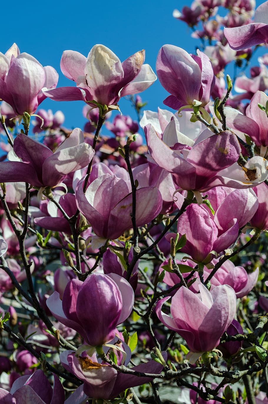 Flowers, Tree, Magnolia, Springtime, pink color, fragility HD wallpaper