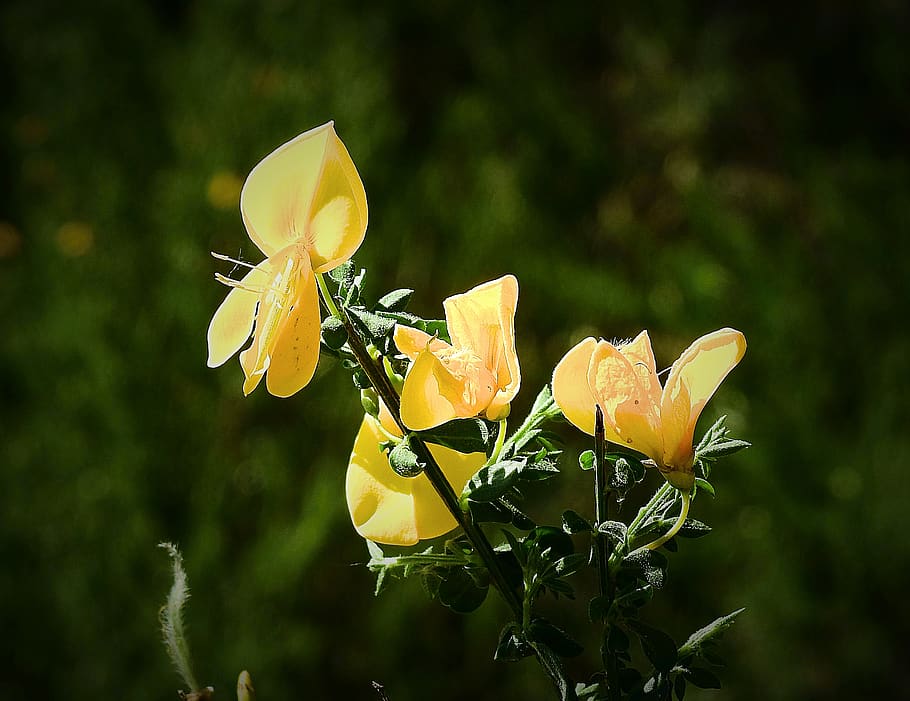 wildflowers, spring, nature, blooming, flowering plant, vulnerability HD wallpaper
