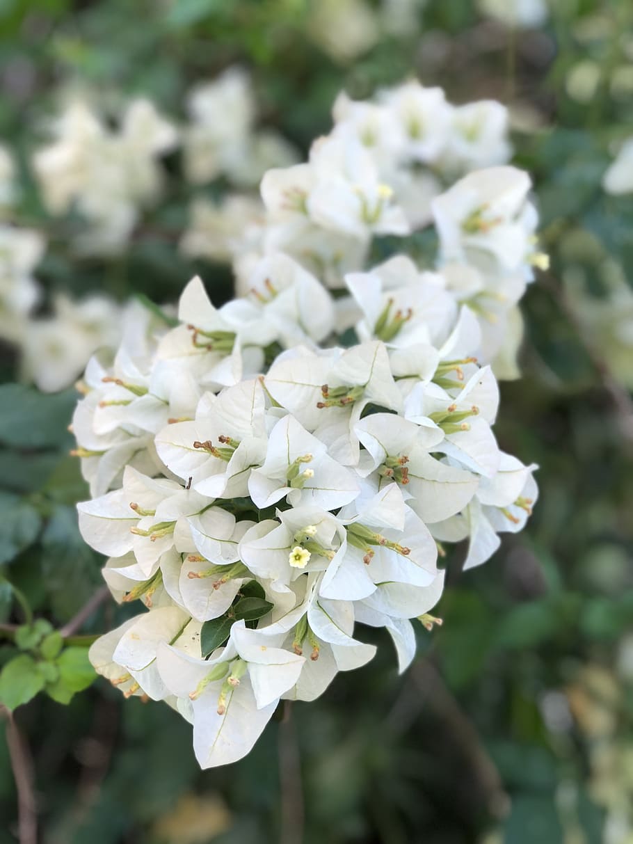 spring, flowers, flowering plant, fragility, vulnerability HD wallpaper