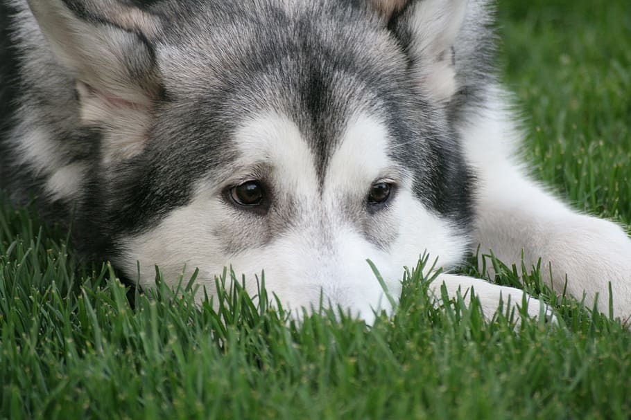 Dog, Sorrow, each, grass, looking at camera, one animal, animal themes HD wallpaper