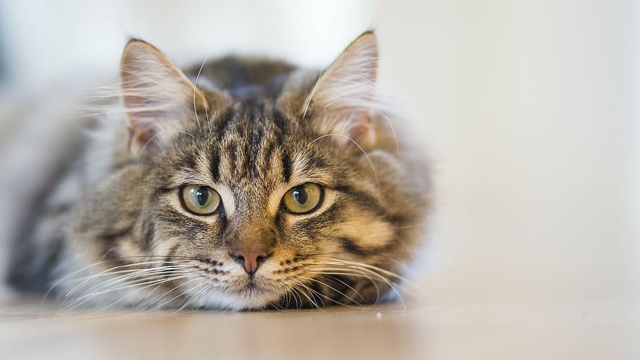 shallow depth of field photo of silver Tabby cat lying on floor HD wallpaper