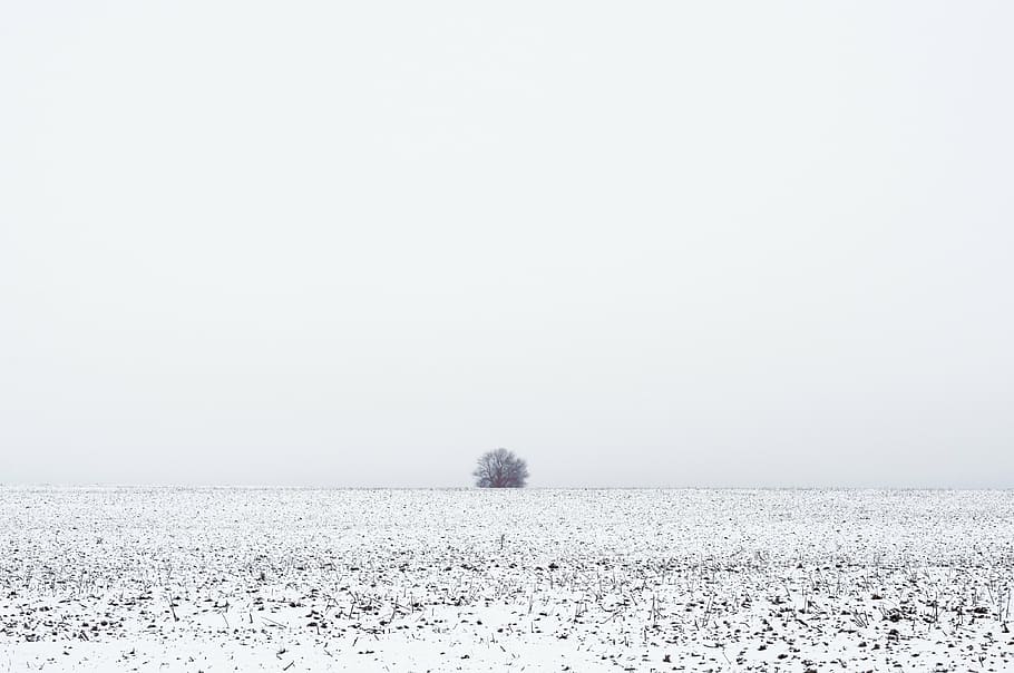 tree coated snow, grass, winter, field, nature, horizon, white HD wallpaper