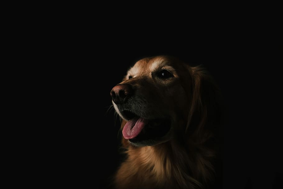 brown dog in dark room, animal, pets, canine, purebred Dog, cute, HD wallpaper