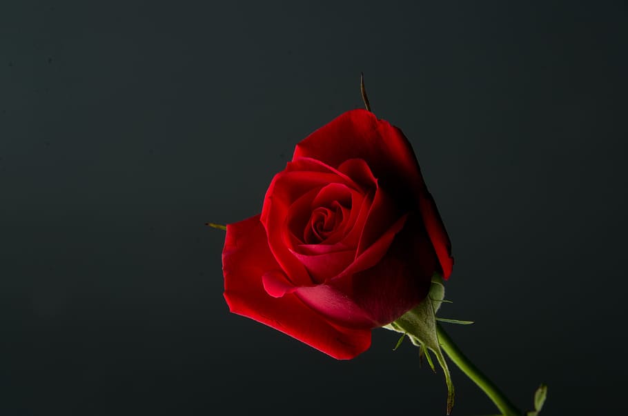 seletive focus photo of red rose, Rose, Red, Plant, Flower, Love, Romance, HD wallpaper