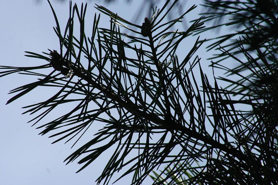 pine, green, blue, branch, nature, sky, low angle view, plant HD wallpaper