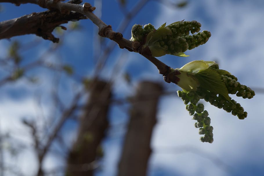 tree, spring, green, nature, bud, blue, plant, growth, branch HD wallpaper