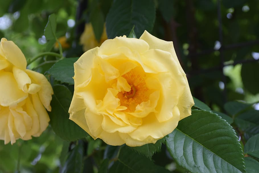 Flower, Yellow, Pretty, Spring, Nature, plant, petal, summer HD wallpaper