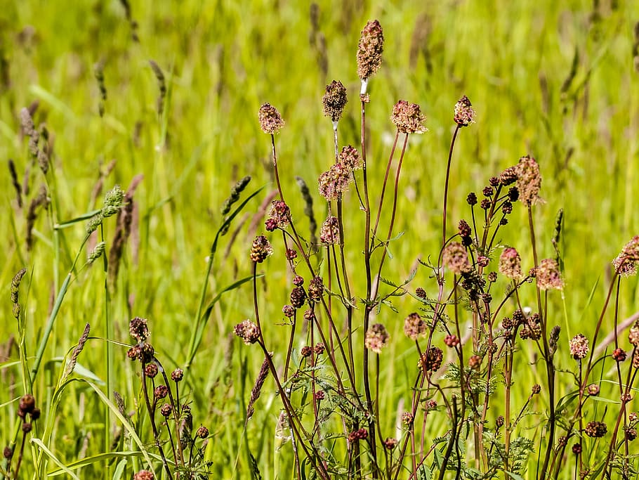 pointed button, plant, nature, growth, field, green color, land HD wallpaper