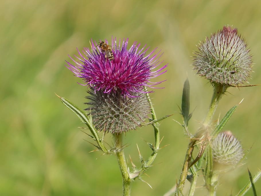 thistle, natural, wasp, nature, plant, flower, summer, flowering plant HD wallpaper