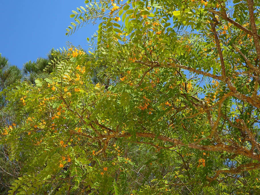 tree, blossom, bloom, yellow, tropical, plant, growth, green color HD wallpaper