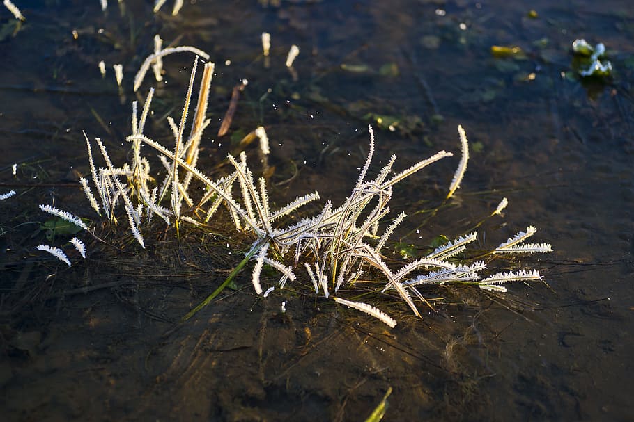 lake, white, grass, nature, ice, frozen, background, winter, HD wallpaper