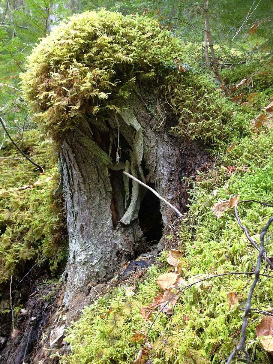 stump, moss, forest, green, landscape, outdoor, trunk, plant HD wallpaper