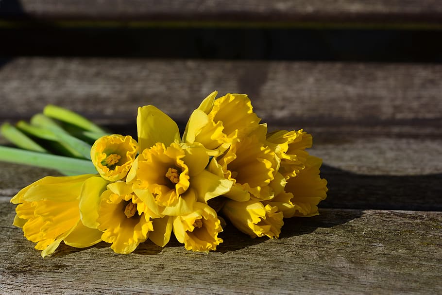 yellow flowers, daffodils, yellow daffodils, osterglocken, easter, HD wallpaper