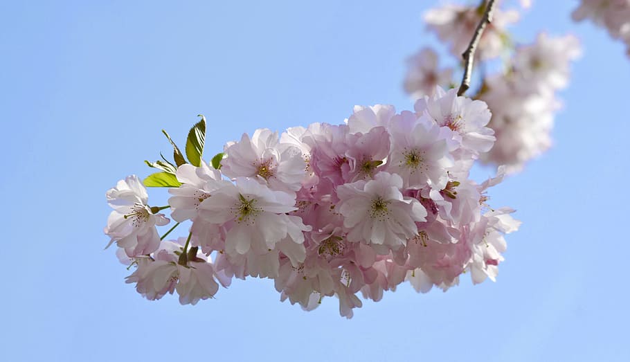 Cherry Blossom, Spring, Bloom, pink, white, garden, white blossom HD wallpaper