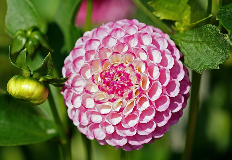 selective focus photography of pink petaled flowers, dahlia, ball, HD wallpaper