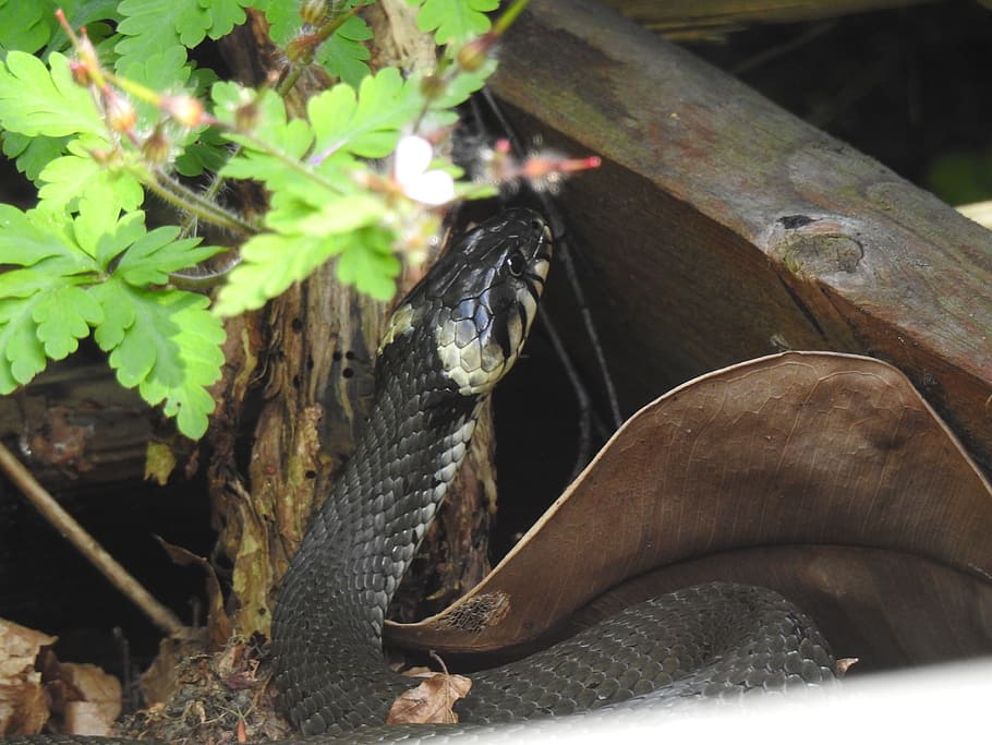 grass snake, reptile, animals in the wild, vertebrate, animal wildlife HD wallpaper