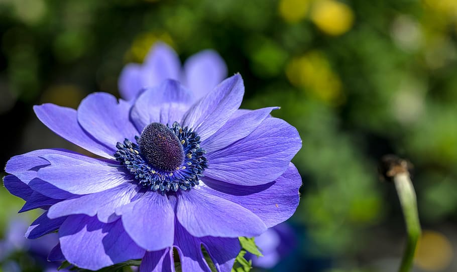 anemone, flower, spring, bloom, blossom, plant, nature, petal HD wallpaper