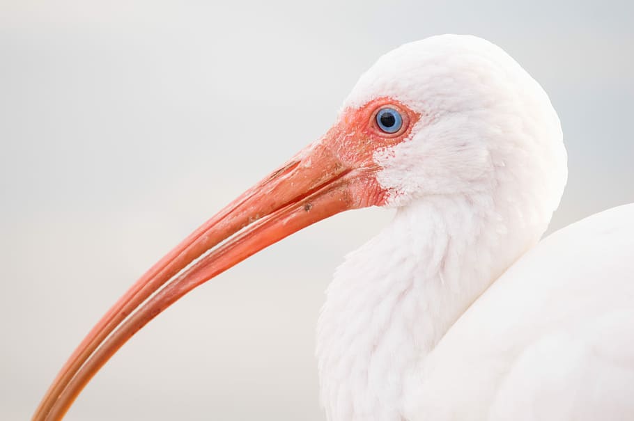 depth photography of white bird with long nose, closeup photo of American white ibis HD wallpaper