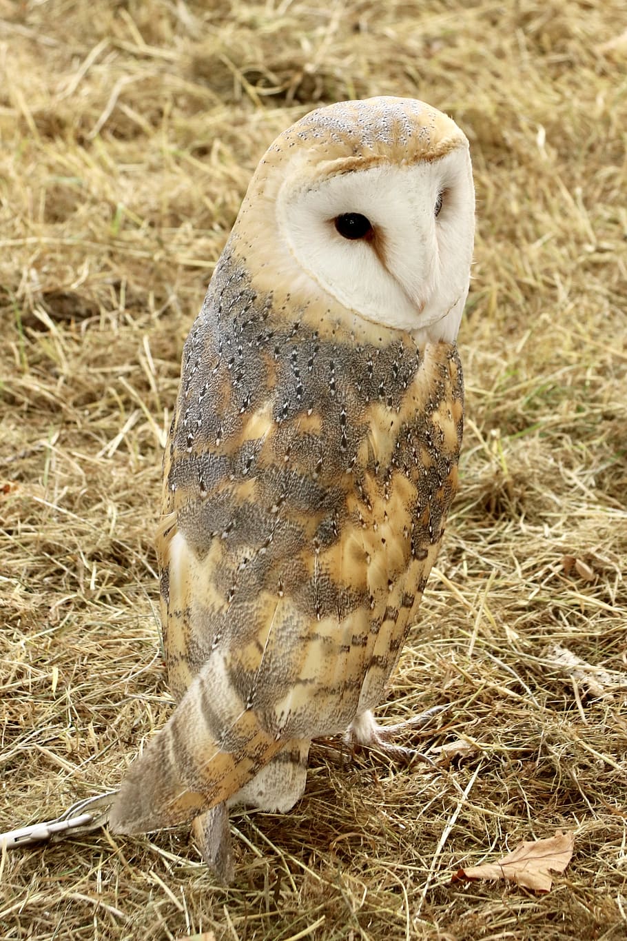 barn owl, bird, animal, animal themes, one animal, animal wildlife HD wallpaper