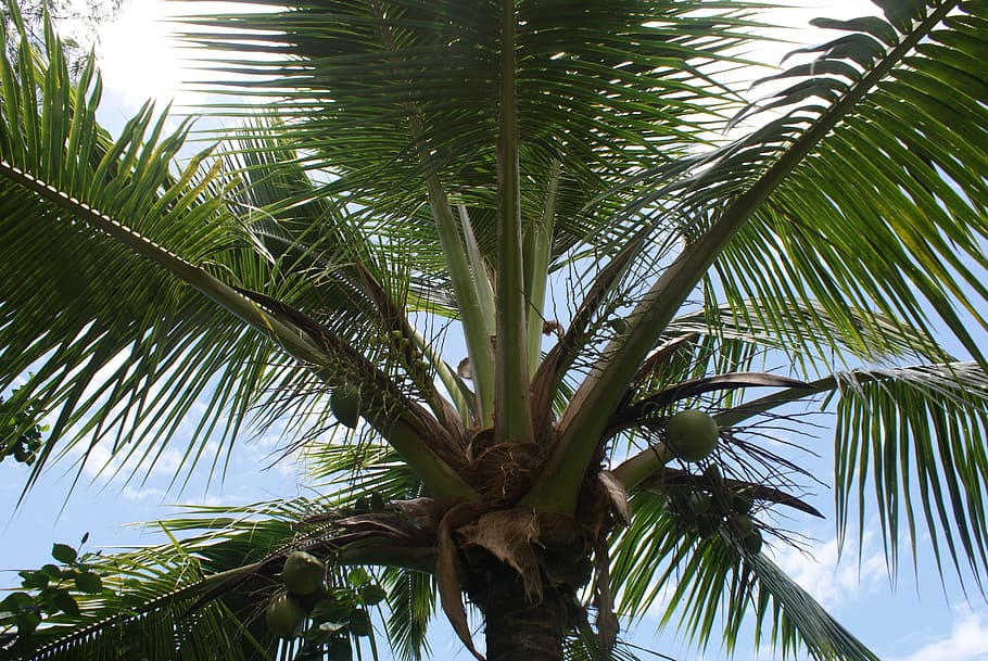 palm, tropical, summer, beach, nature, tree, coconut, seashore HD wallpaper