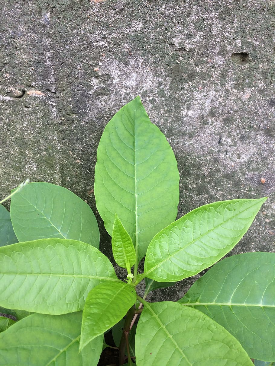 the leaves, wall, wild, spring, leaf, plant part, green color HD wallpaper