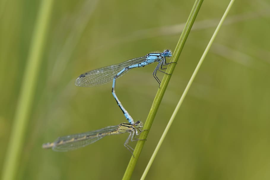 Dragonfly, Males, Insect, Small, Blue, bins dragonfly, reed HD wallpaper