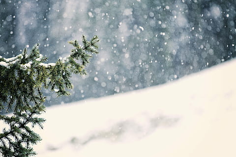 close up photography of pine tree during snow, forest, snowing HD wallpaper