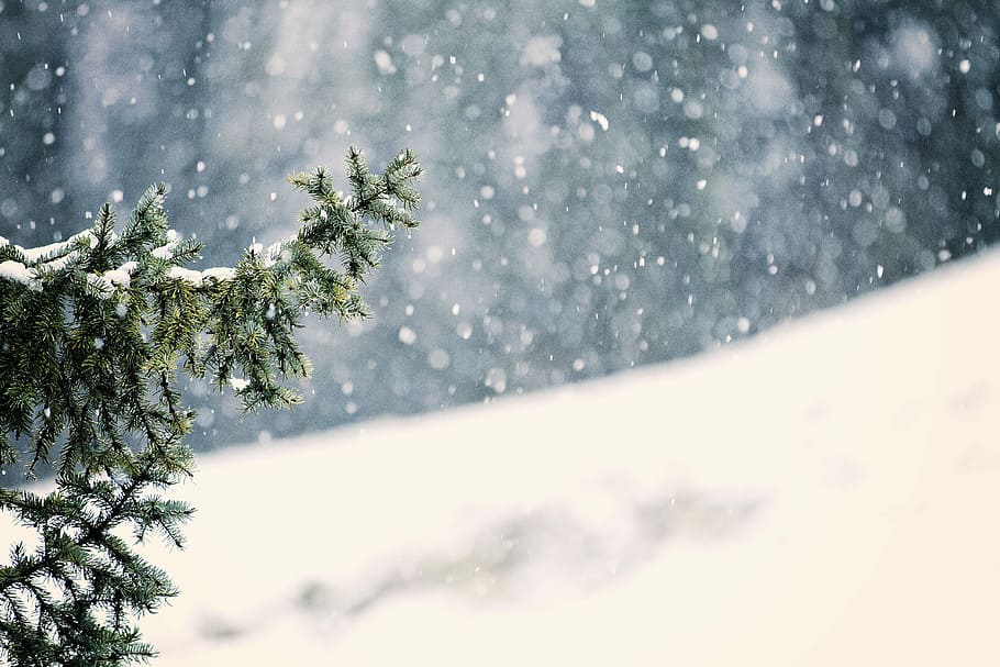 close up photography of pine tree during snow, forest, snowing HD wallpaper