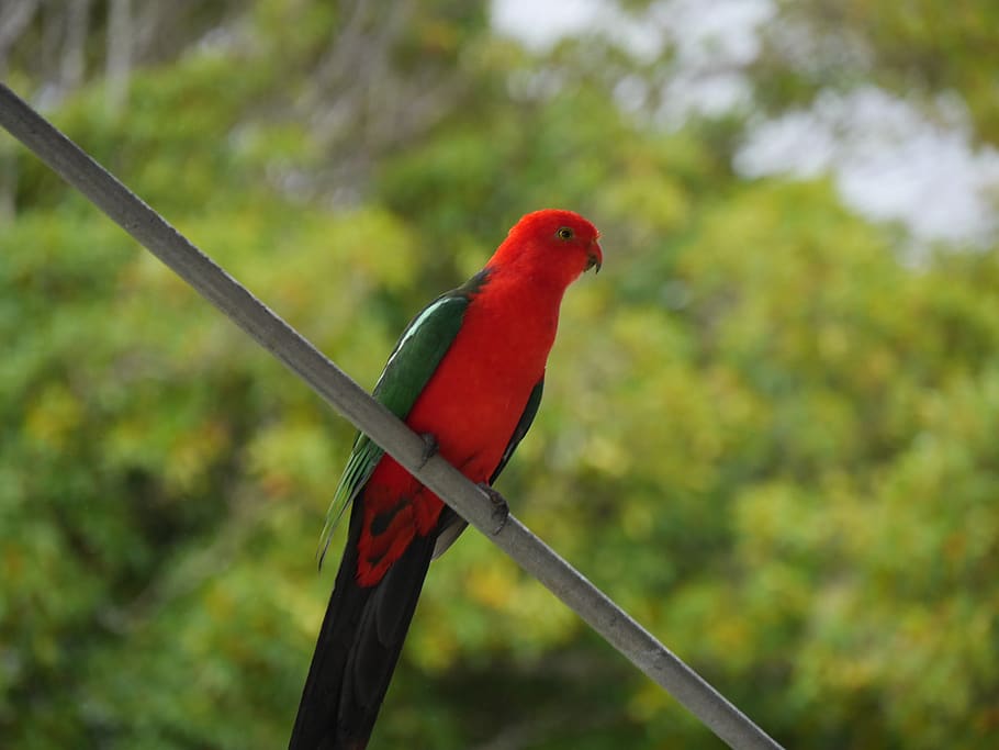 australia, king, parrot, vertebrate, bird, animal themes, animal wildlife HD wallpaper
