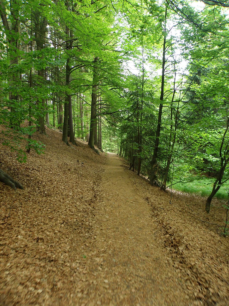 forest, path, tree, green, forest road, bohemia, plant, direction HD wallpaper